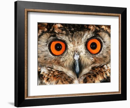 Cape Eagle Owl Eyes-Martin Harvey-Framed Photographic Print