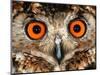 Cape Eagle Owl Eyes-Martin Harvey-Mounted Photographic Print