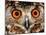 Cape Eagle Owl Eyes-Martin Harvey-Mounted Photographic Print