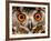 Cape Eagle Owl Eyes-Martin Harvey-Framed Photographic Print