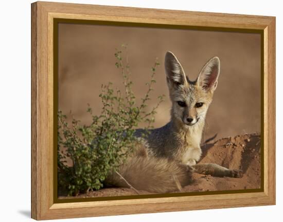 Cape Fox (Cama Fox) (Silver-Backed Fox) (Vulpes Chama)-James Hager-Framed Premier Image Canvas