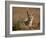 Cape Fox (Cama Fox) (Silver-Backed Fox) (Vulpes Chama)-James Hager-Framed Photographic Print