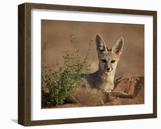 Cape Fox (Cama Fox) (Silver-Backed Fox) (Vulpes Chama)-James Hager-Framed Photographic Print