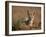 Cape Fox (Cama Fox) (Silver-Backed Fox) (Vulpes Chama)-James Hager-Framed Photographic Print