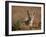 Cape Fox (Cama Fox) (Silver-Backed Fox) (Vulpes Chama)-James Hager-Framed Photographic Print