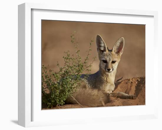 Cape Fox (Cama Fox) (Silver-Backed Fox) (Vulpes Chama)-James Hager-Framed Photographic Print