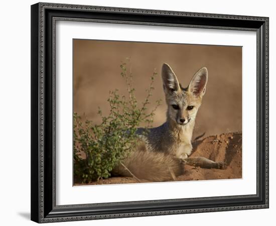 Cape Fox (Cama Fox) (Silver-Backed Fox) (Vulpes Chama)-James Hager-Framed Photographic Print