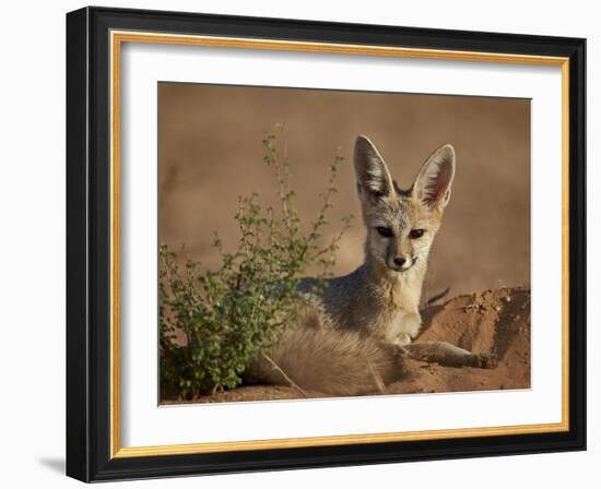 Cape Fox (Cama Fox) (Silver-Backed Fox) (Vulpes Chama)-James Hager-Framed Photographic Print