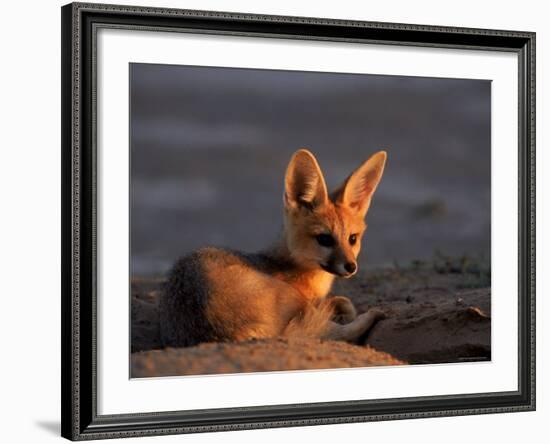 Cape Fox, Kalahari Gemsbok National Park, S Africa-Tony Heald-Framed Photographic Print