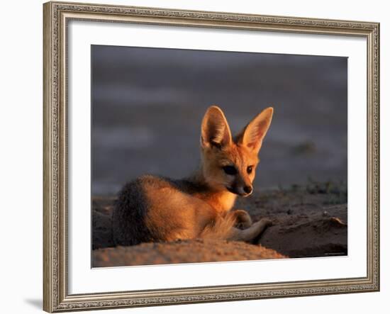 Cape Fox, Kalahari Gemsbok National Park, S Africa-Tony Heald-Framed Photographic Print