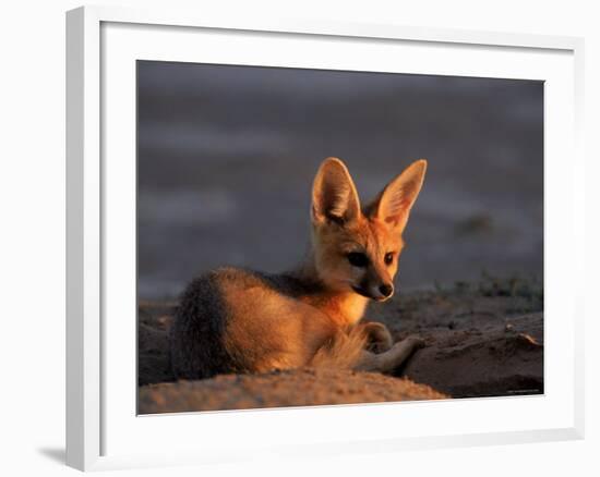 Cape Fox, Kalahari Gemsbok National Park, S Africa-Tony Heald-Framed Photographic Print