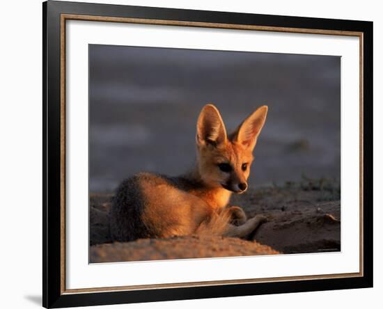 Cape Fox, Kalahari Gemsbok National Park, S Africa-Tony Heald-Framed Photographic Print