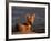 Cape Fox, Kalahari Gemsbok National Park, S Africa-Tony Heald-Framed Photographic Print