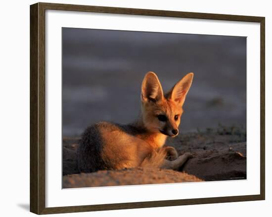 Cape Fox, Kalahari Gemsbok National Park, S Africa-Tony Heald-Framed Photographic Print