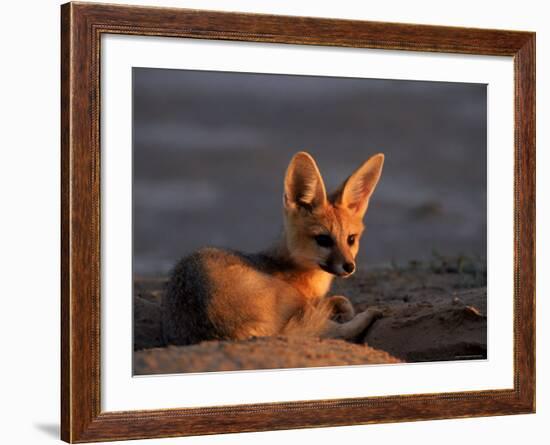Cape Fox, Kalahari Gemsbok National Park, S Africa-Tony Heald-Framed Photographic Print