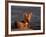 Cape Fox, Kalahari Gemsbok National Park, S Africa-Tony Heald-Framed Photographic Print