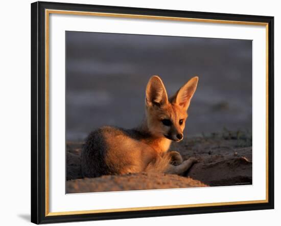 Cape Fox, Kalahari Gemsbok National Park, S Africa-Tony Heald-Framed Photographic Print