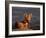 Cape Fox, Kalahari Gemsbok National Park, S Africa-Tony Heald-Framed Photographic Print