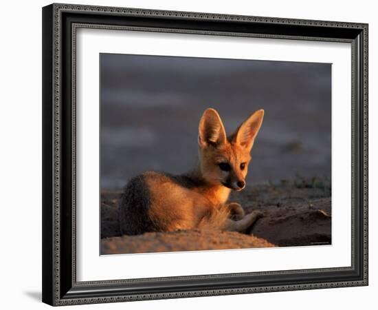 Cape Fox, Kalahari Gemsbok National Park, S Africa-Tony Heald-Framed Photographic Print