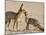 Cape Fox With Cub (Vulpes Chama), Kgalagadi Transfrontier Park, Northern Cape, South Africa, Africa-Ann & Steve Toon-Mounted Photographic Print