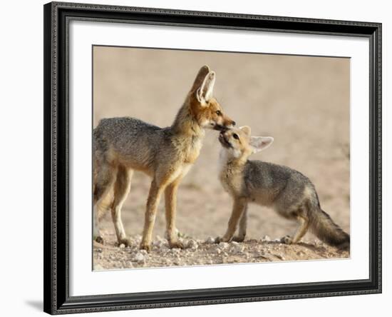 Cape Fox With Cub (Vulpes Chama), Kgalagadi Transfrontier Park, Northern Cape, South Africa, Africa-Ann & Steve Toon-Framed Photographic Print