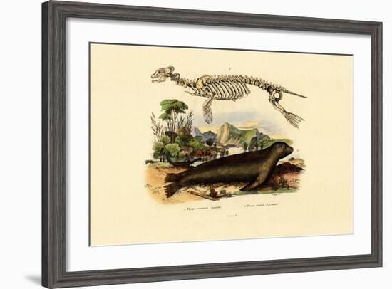 Cape Fur Seal, 1833-39-null-Framed Giclee Print