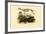 Cape Fur Seal, 1833-39-null-Framed Giclee Print