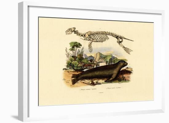 Cape Fur Seal, 1833-39-null-Framed Giclee Print