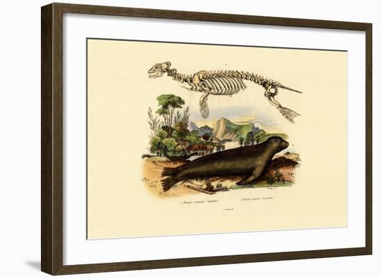 Cape Fur Seal, 1833-39-null-Framed Giclee Print