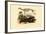 Cape Fur Seal, 1833-39-null-Framed Giclee Print