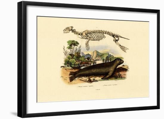 Cape Fur Seal, 1833-39-null-Framed Giclee Print