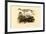 Cape Fur Seal, 1833-39-null-Framed Giclee Print