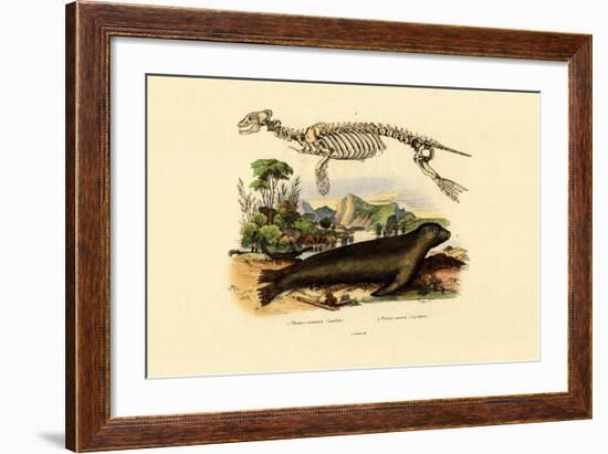 Cape Fur Seal, 1833-39-null-Framed Giclee Print