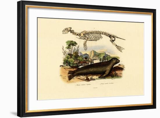 Cape Fur Seal, 1833-39-null-Framed Giclee Print