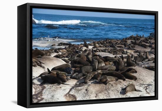 Cape Fur Seal Colony. Western Cape, South Africa-Pete Oxford-Framed Premier Image Canvas