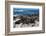 Cape Fur Seal Colony. Western Cape, South Africa-Pete Oxford-Framed Photographic Print