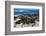 Cape Fur Seal Colony. Western Cape, South Africa-Pete Oxford-Framed Photographic Print