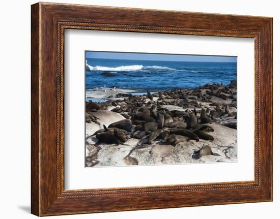 Cape Fur Seal Colony. Western Cape, South Africa-Pete Oxford-Framed Photographic Print