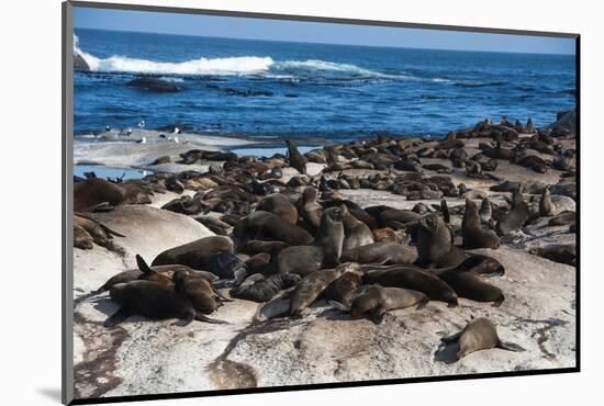 Cape Fur Seal Colony. Western Cape, South Africa-Pete Oxford-Mounted Photographic Print