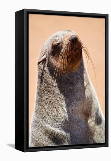 Cape fur seal hauled out on a beach, Namibia-Eric Baccega-Framed Premier Image Canvas