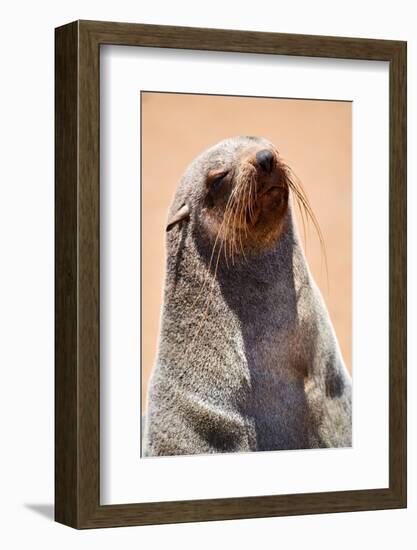 Cape fur seal hauled out on a beach, Namibia-Eric Baccega-Framed Photographic Print
