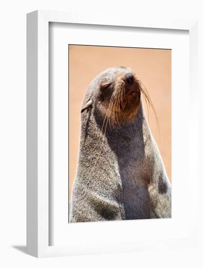 Cape fur seal hauled out on a beach, Namibia-Eric Baccega-Framed Photographic Print