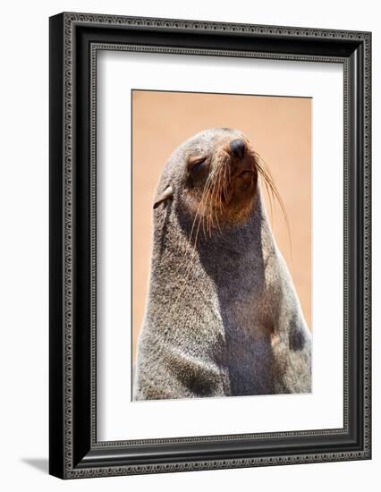 Cape fur seal hauled out on a beach, Namibia-Eric Baccega-Framed Photographic Print