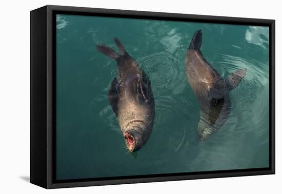 Cape Fur Seal, Hout Bay Harbor, Western Cape, South Africa-Pete Oxford-Framed Premier Image Canvas