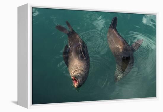 Cape Fur Seal, Hout Bay Harbor, Western Cape, South Africa-Pete Oxford-Framed Premier Image Canvas