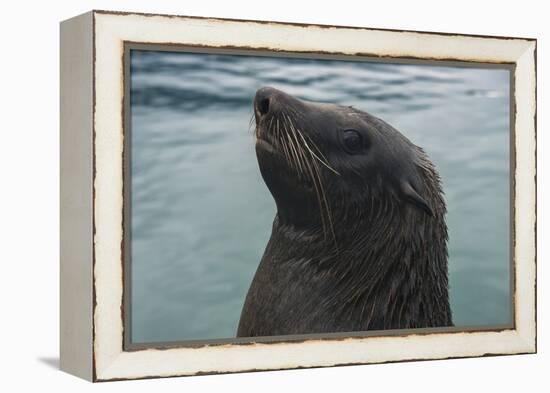 Cape Fur Seal, Hout Bay Harbor, Western Cape, South Africa-Pete Oxford-Framed Premier Image Canvas