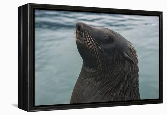 Cape Fur Seal, Hout Bay Harbor, Western Cape, South Africa-Pete Oxford-Framed Premier Image Canvas
