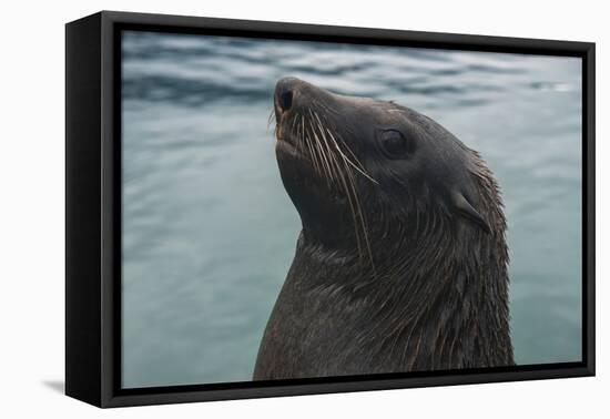 Cape Fur Seal, Hout Bay Harbor, Western Cape, South Africa-Pete Oxford-Framed Premier Image Canvas