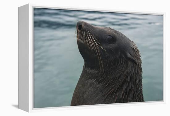 Cape Fur Seal, Hout Bay Harbor, Western Cape, South Africa-Pete Oxford-Framed Premier Image Canvas