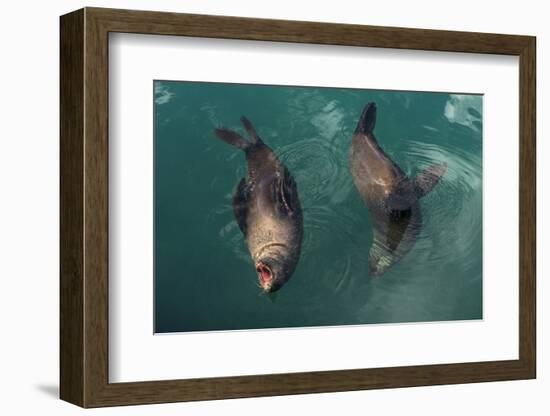 Cape Fur Seal, Hout Bay Harbor, Western Cape, South Africa-Pete Oxford-Framed Photographic Print